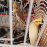 عروس هلندی