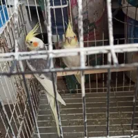 طوطی عروس هلندی|پرنده|نقده, |دیوار