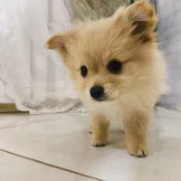 توله پامر دوسر خرسی