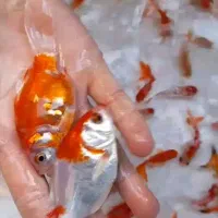 فروش انواع ماهی قرمز عمده و تکی