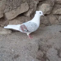 گرده دار|پرنده|چگنی, |دیوار