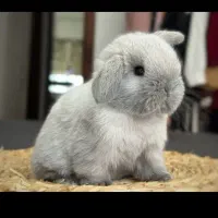 خرگوش لوپ گوگولی بامزه