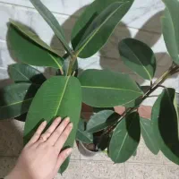 گل‌های آپارتمانی زیبا|گل و گیاه طبیعی|مشهد, نیزه|دیوار