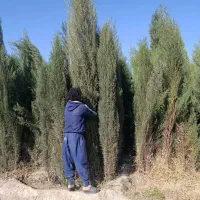 فروش سرو ناز شیرازی اصل