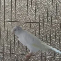 قناری نر سوپری|پرنده|رشت, صفاری|دیوار