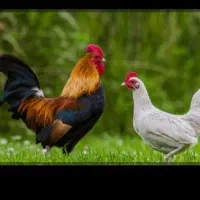 مرغ و خروس زنده برای قربانی