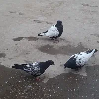 کبوتر|پرنده|بوئین زهرا, |دیوار