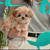 سگ گوگولی اپارتمانی جیبی