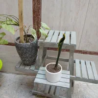 استند گل