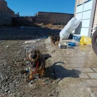 تول هست ماه با نژاد شپر ژرمن