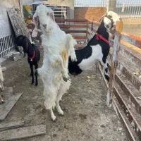 بزغاله نرپاکستانی