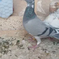 صید شب|پرنده|مشهد, نظام دوست|دیوار