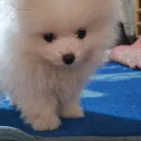 سگ پامر خرسی