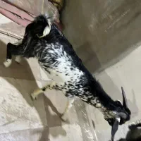 نری کوچک و بزرگ|حیوانات مزرعه|قشم, |دیوار