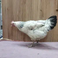 خروس و مرغ تخم گذار|حیوانات مزرعه|قم, طلاب غیر ایرانی|دیوار