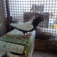 تعدادی کفتر