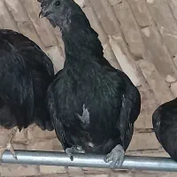 مرغ ایام سمانی