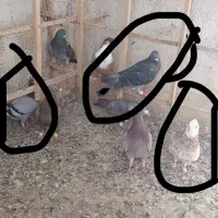 کبوتر باخ رفته
