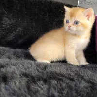 بچه گربه بریتیش ny12|گربه|تهران, درب دوم|دیوار