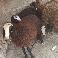 میش و بره
