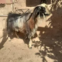 فروش یک عدد دوبر|حیوانات مزرعه|شیراز, احمدآباد|دیوار