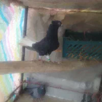 یک جفت مایدم و تهرانی صحرایی