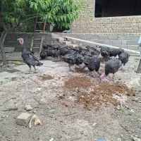 بوقلمون