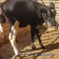 گوساله ماده بران|حیوانات مزرعه|اهواز, کیانشهر|دیوار