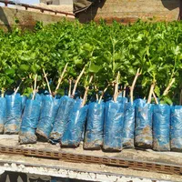 فروش انواع نهال انگور ایرانی و خارجی تعاونی|خدمات باغبانی و درختکاری|کاشمر, |دیوار