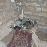 کفتر پرشی بوم یا جفتگاه  تعدادی کفتر به فروش میرسد|پرنده|مشهد, قائم|دیوار