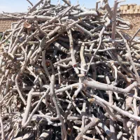 چوب پسته