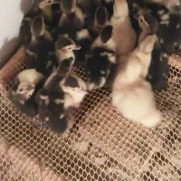 جوجه اردک خارجی یا اسراعیلی