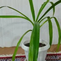 لوازم منزل|حراج|اردکان, |دیوار