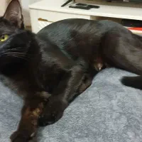 واگذاری پیشی مشکی dsh رایگان|گربه|آبیک, |دیوار