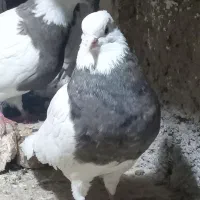 طوقی نر ماده دورشت|پرنده|قرچک, باقرآباد|دیوار