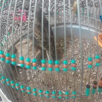 سهره خاکی نر