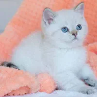 پیش فروش بریتیش|گربه|مشهد, سجاد شهر|دیوار