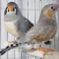 فروش فنچ کینگ|پرنده|بندرعباس, |دیوار