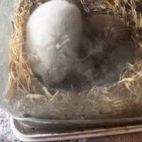 همستر های سوری ماده|موش و خرگوش|قم, شهرک قدس|دیوار