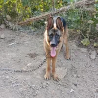 سگ ژرمن نر معاوضه