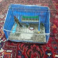 سیرح|پرنده|سهند, |دیوار