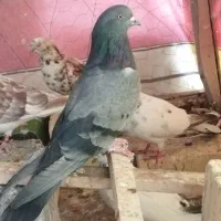 کبوتر نر سبز تهرونی نشون دار عشق بازی