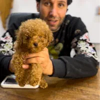 توی پودل یا پودل عروسکی جهت خرید و جفت