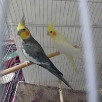 عروس هلندی نر و ماده