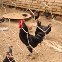 مرغ و خروس مشکی با جوجه