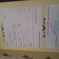 سگ شیتزو ماده|سگ|کرمان, |دیوار