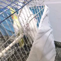 دو عدد عروس هلندی نر