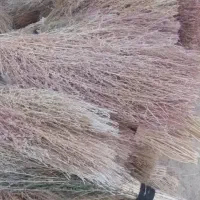 جارو شهرداری دانه 50