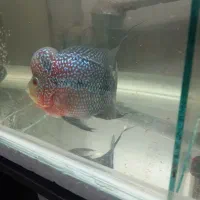 فلاور هورن|ماهی|تهران, صادقیه|دیوار