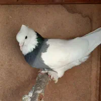 کبوتر طوقی نر جوان سبز